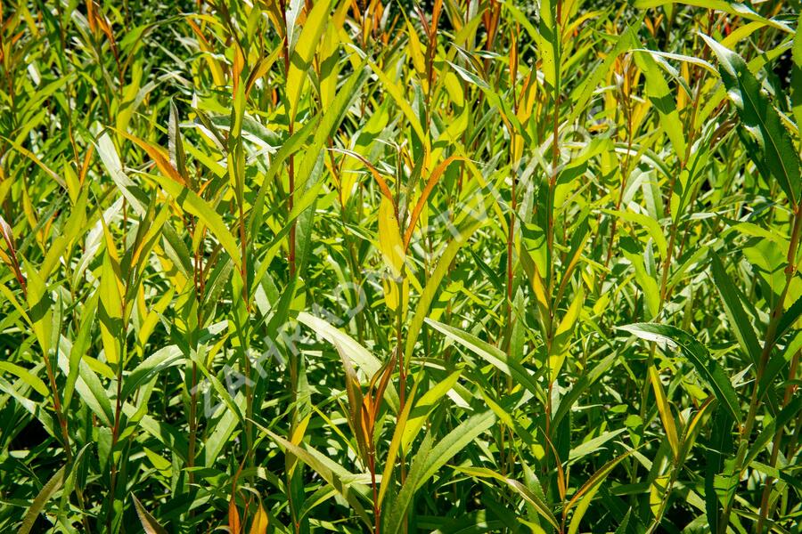 Vrba bílá 'Chermesina' - Salix alba 'Chermesina'