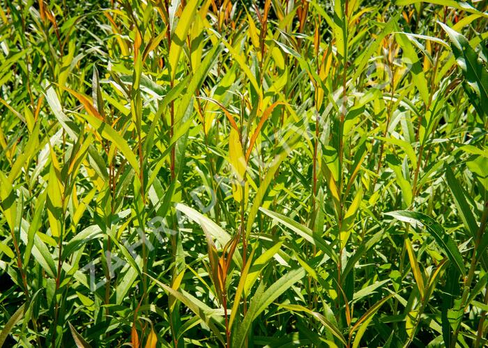 Vrba bílá 'Chermesina' - Salix alba 'Chermesina'