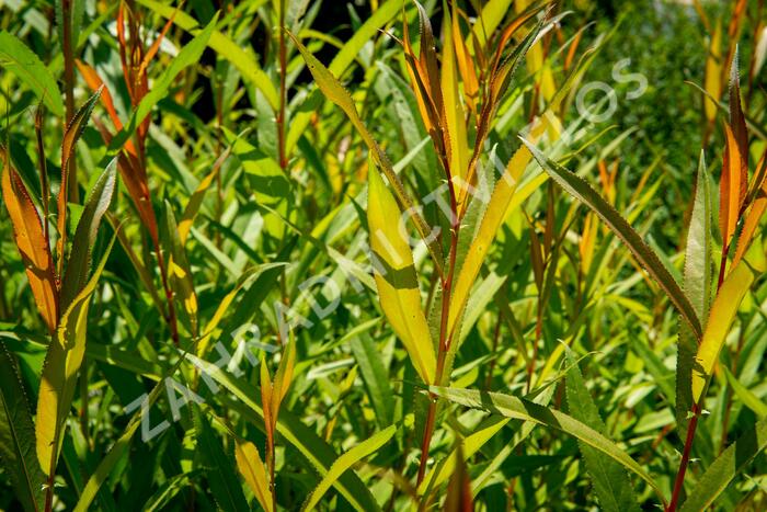 Vrba bílá 'Chermesina' - Salix alba 'Chermesina'