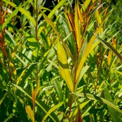 Vrba bílá 'Chermesina' - Salix alba 'Chermesina'