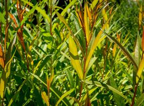 Vrba bílá 'Chermesina' - Salix alba 'Chermesina'