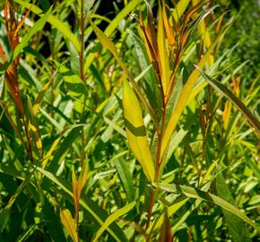 Vrba bílá 'Chermesina' - Salix alba 'Chermesina'