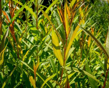 Vrba bílá 'Chermesina'