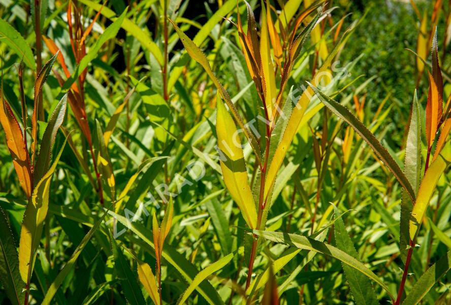 Vrba bílá 'Chermesina' - Salix alba 'Chermesina'