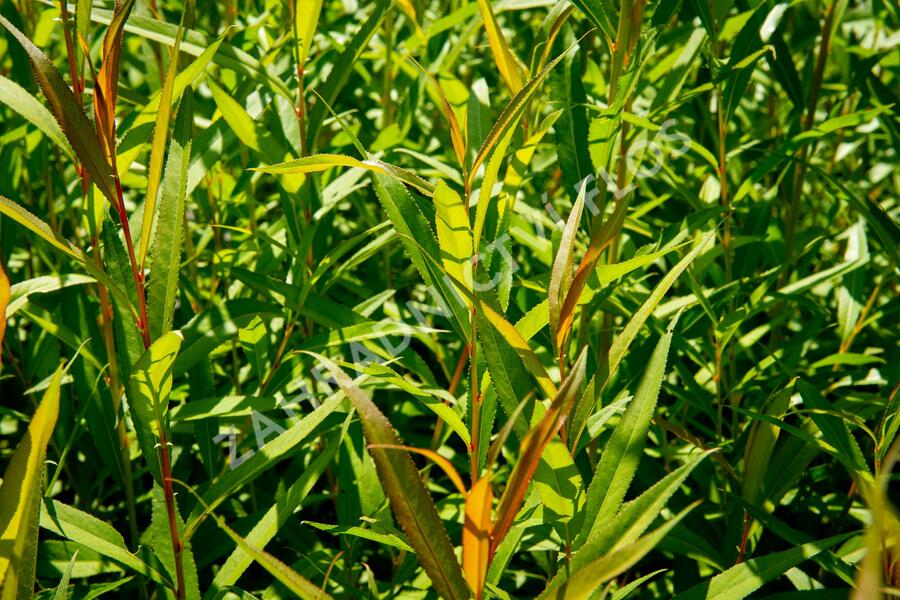 Vrba bílá 'Chermesina' - Salix alba 'Chermesina'