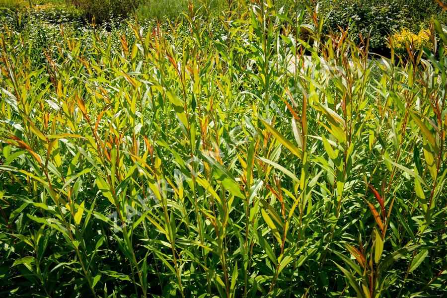 Vrba bílá 'Chermesina' - Salix alba 'Chermesina'