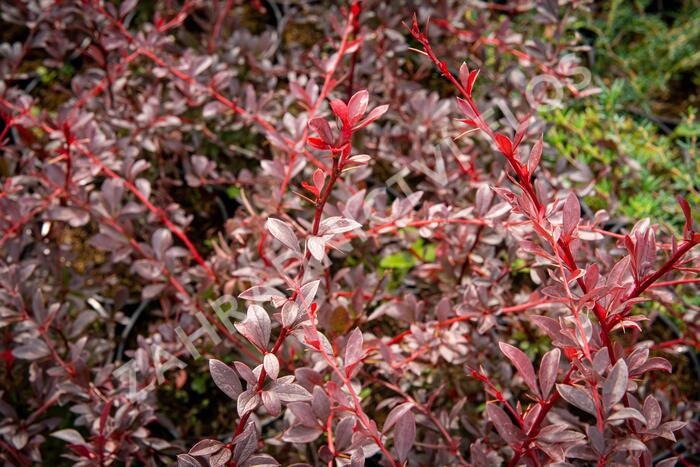 Dřišťál Thunbergův 'Red Chief' - Berberis thunbergii 'Red Chief'