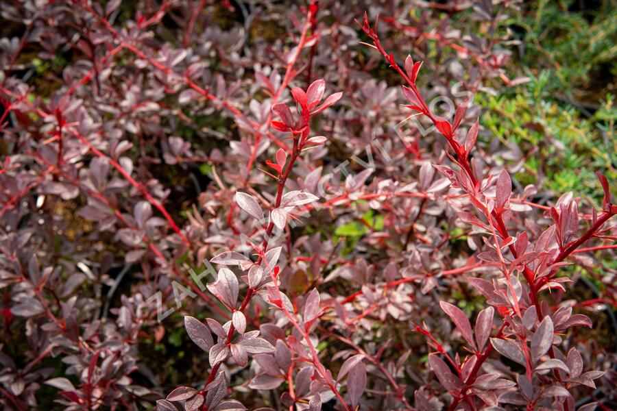 Dřišťál Thunbergův 'Red Chief' - Berberis thunbergii 'Red Chief'