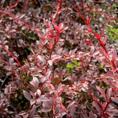 Dřišťál Thunbergův 'Red Chief' - Berberis thunbergii 'Red Chief'