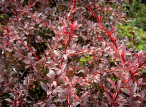 Dřišťál Thunbergův 'Red Chief' - Berberis thunbergii 'Red Chief'