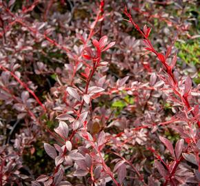 Dřišťál Thunbergův 'Red Chief' - Berberis thunbergii 'Red Chief'