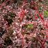 dristal-thunberguv-red-chief.jpg