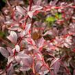 Dřišťál Thunbergův 'Red Chief' - Berberis thunbergii 'Red Chief'