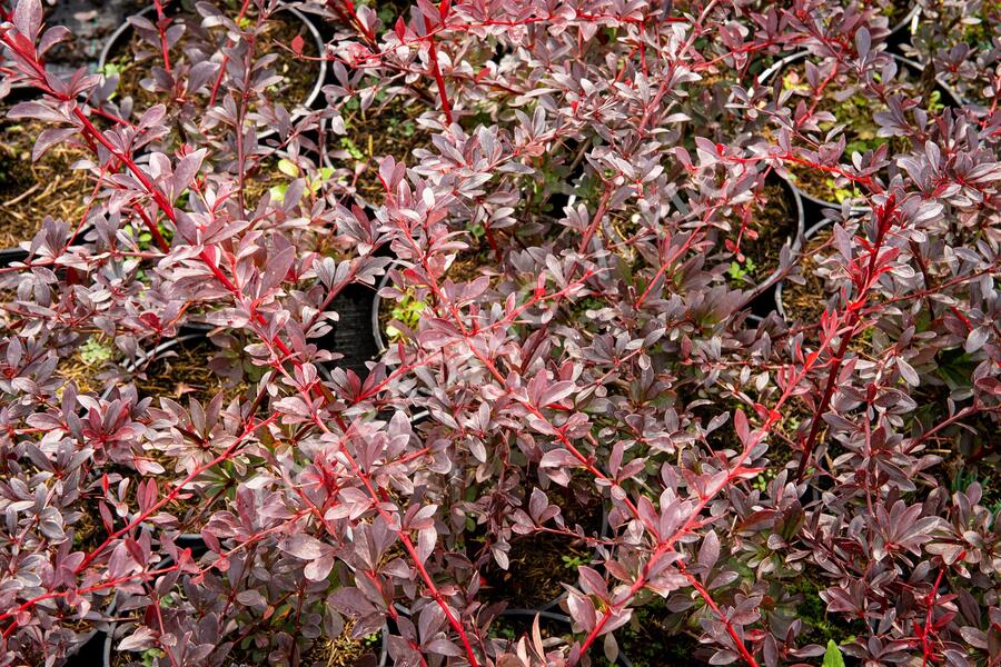 Dřišťál Thunbergův 'Red Chief' - Berberis thunbergii 'Red Chief'