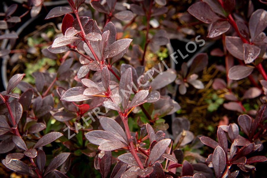 Dřišťál Thunbergův 'Red Chief' - Berberis thunbergii 'Red Chief'