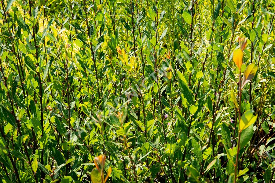 Vrba ušatá - Salix aurita