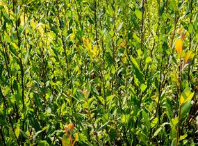 Vrba ušatá - Salix aurita