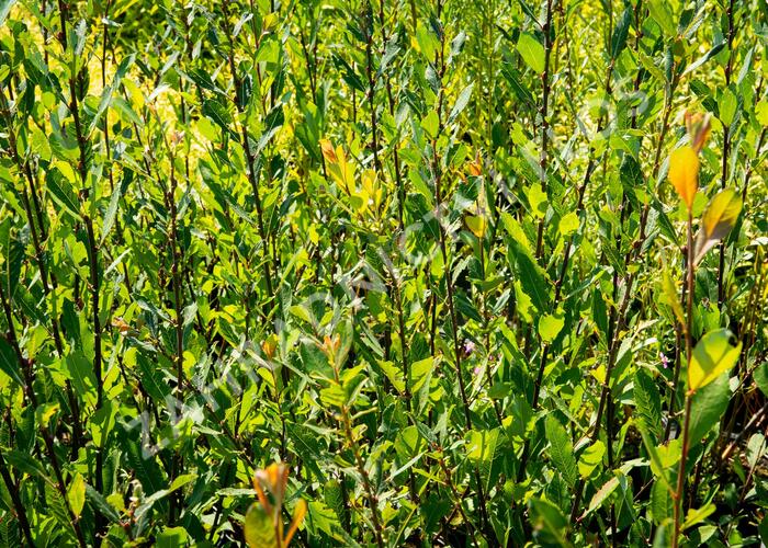 Vrba ušatá - Salix aurita