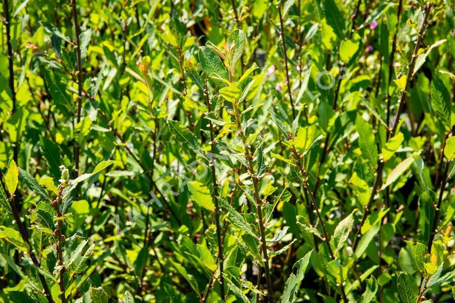 Vrba ušatá - Salix aurita