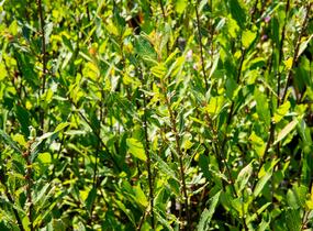 Vrba ušatá - Salix aurita