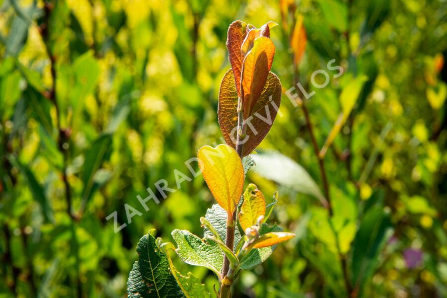 Vrba ušatá - Salix aurita