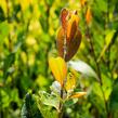 Vrba ušatá - Salix aurita