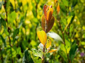 Vrba ušatá - Salix aurita