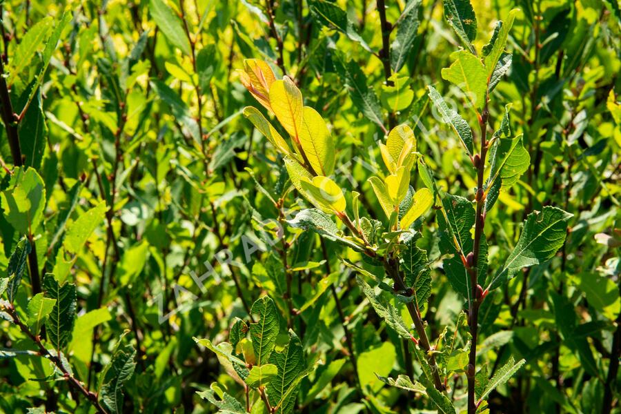 Vrba ušatá - Salix aurita