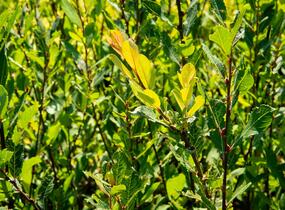 Vrba ušatá - Salix aurita