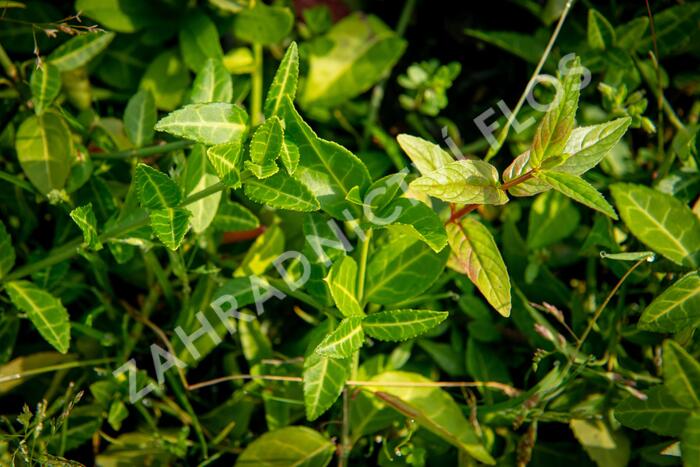 Brslen Fortuneův 'Tustin' - Euonymus fortunei 'Tustin'