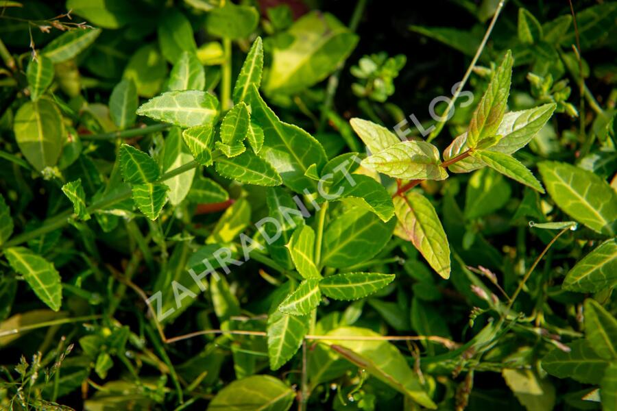 Brslen Fortuneův 'Tustin' - Euonymus fortunei 'Tustin'