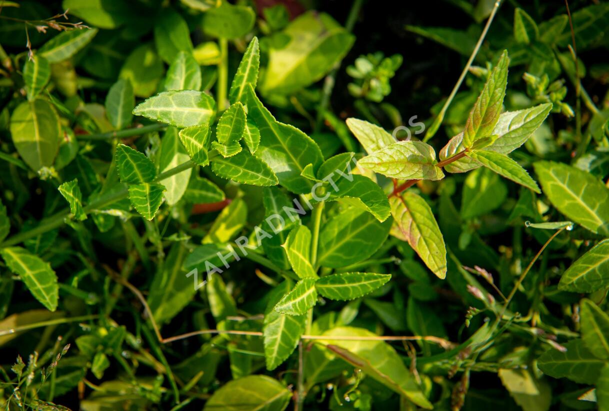 Brslen Fortuneův 'Tustin' - Euonymus fortunei 'Tustin'