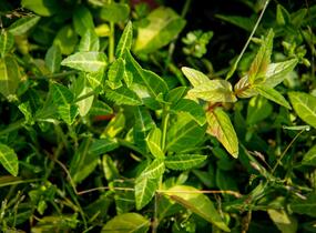Brslen Fortuneův 'Tustin' - Euonymus fortunei 'Tustin'
