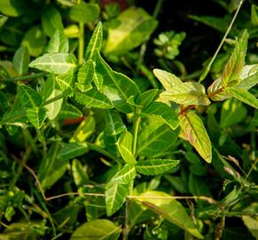 Brslen Fortuneův 'Tustin' - Euonymus fortunei 'Tustin'