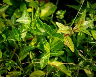 Brslen Fortuneův 'Tustin'