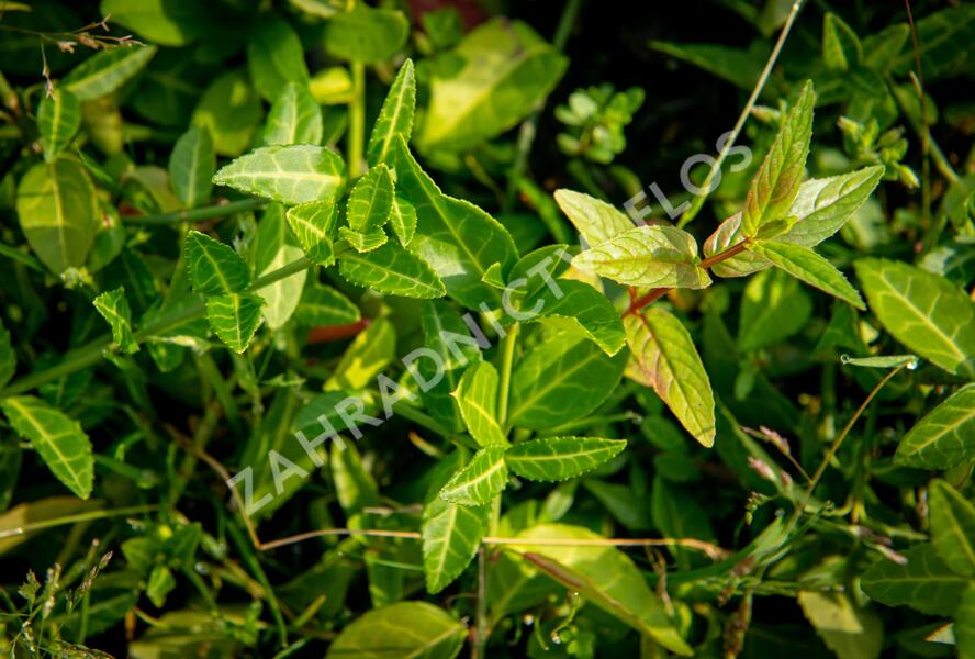 Brslen Fortuneův 'Tustin' - Euonymus fortunei 'Tustin'