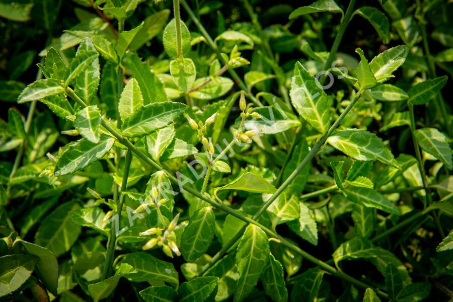 Brslen Fortuneův 'Tustin' - Euonymus fortunei 'Tustin'