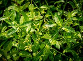 Brslen Fortuneův 'Tustin' - Euonymus fortunei 'Tustin'