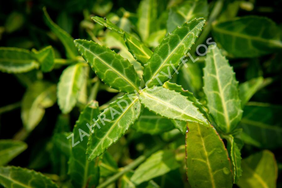 Brslen Fortuneův 'Tustin' - Euonymus fortunei 'Tustin'