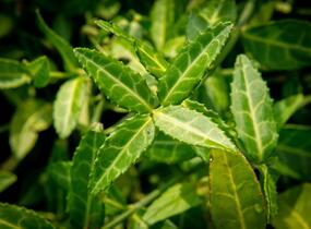 Brslen Fortuneův 'Tustin' - Euonymus fortunei 'Tustin'