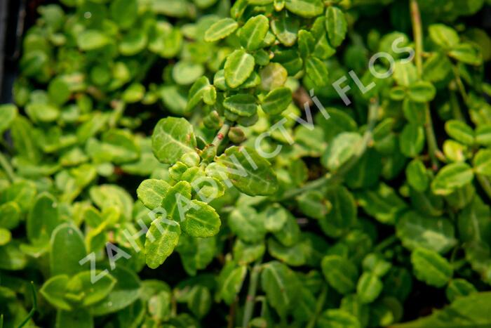 Brslen Fortuneův 'Kewensis' - Euonymus fortunei 'Kewensis'
