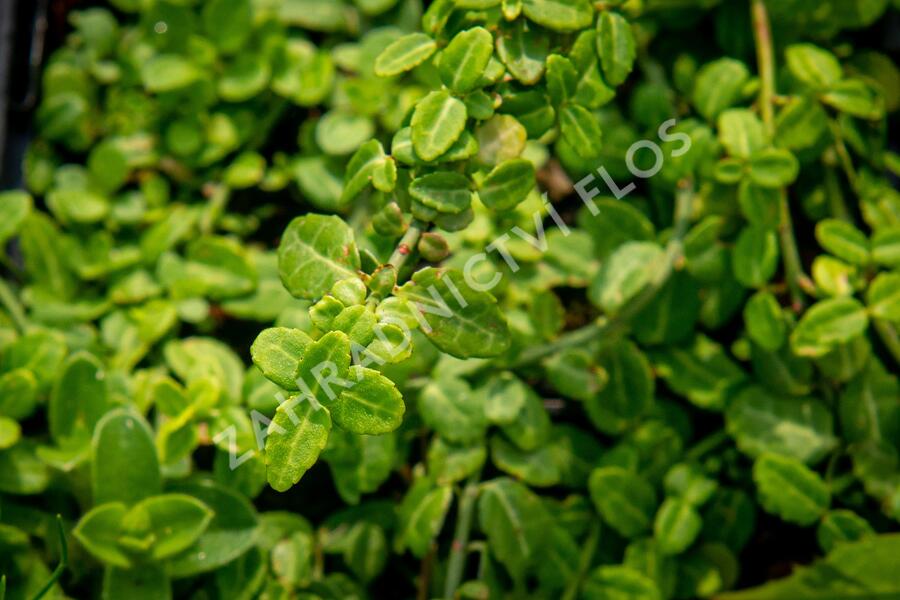 Brslen Fortuneův 'Kewensis' - Euonymus fortunei 'Kewensis'