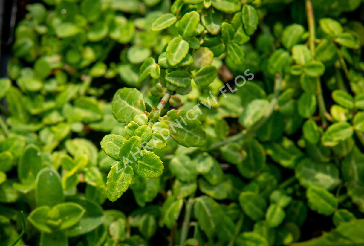 Brslen Fortuneův 'Kewensis' - Euonymus fortunei 'Kewensis'