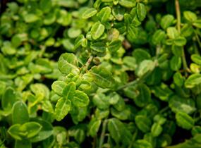 Brslen Fortuneův 'Kewensis' - Euonymus fortunei 'Kewensis'