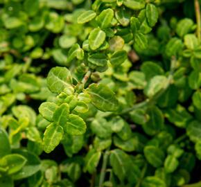 Brslen Fortuneův 'Kewensis' - Euonymus fortunei 'Kewensis'