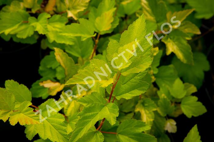 Tavola kalinolistá 'Nugget' - Physocarpus opulifolius 'Nugget'