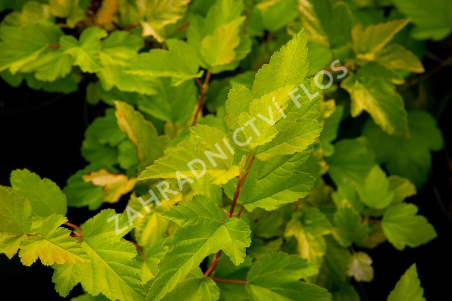 Tavola kalinolistá 'Nugget' - Physocarpus opulifolius 'Nugget'