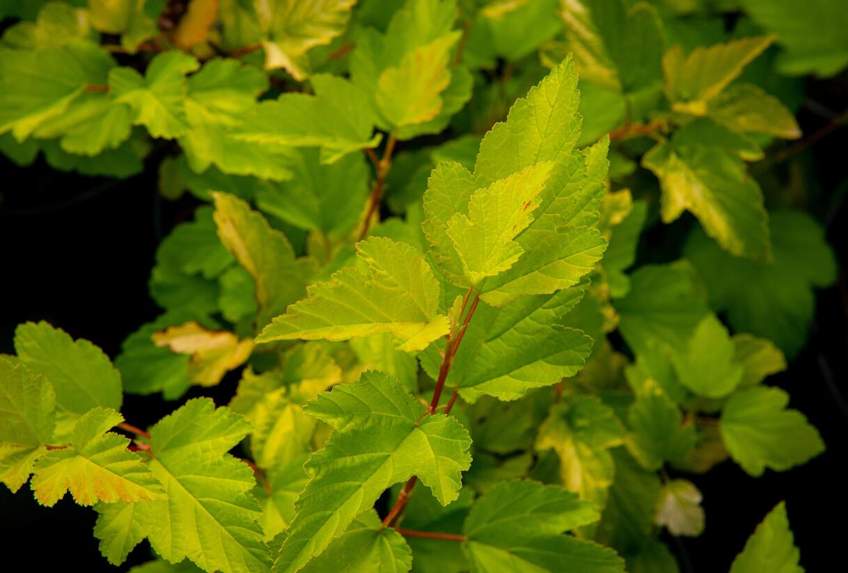 Tavola kalinolistá 'Nugget' - Physocarpus opulifolius 'Nugget'
