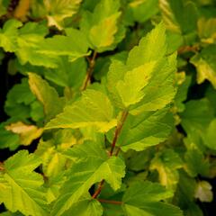 Tavola kalinolistá 'Nugget' - Physocarpus opulifolius 'Nugget'
