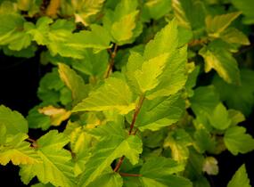 Tavola kalinolistá 'Nugget' - Physocarpus opulifolius 'Nugget'